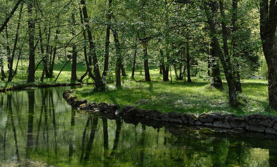 outdoors nature environment life green trees water