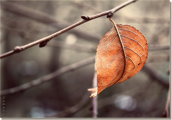 Winter's Last Leaf