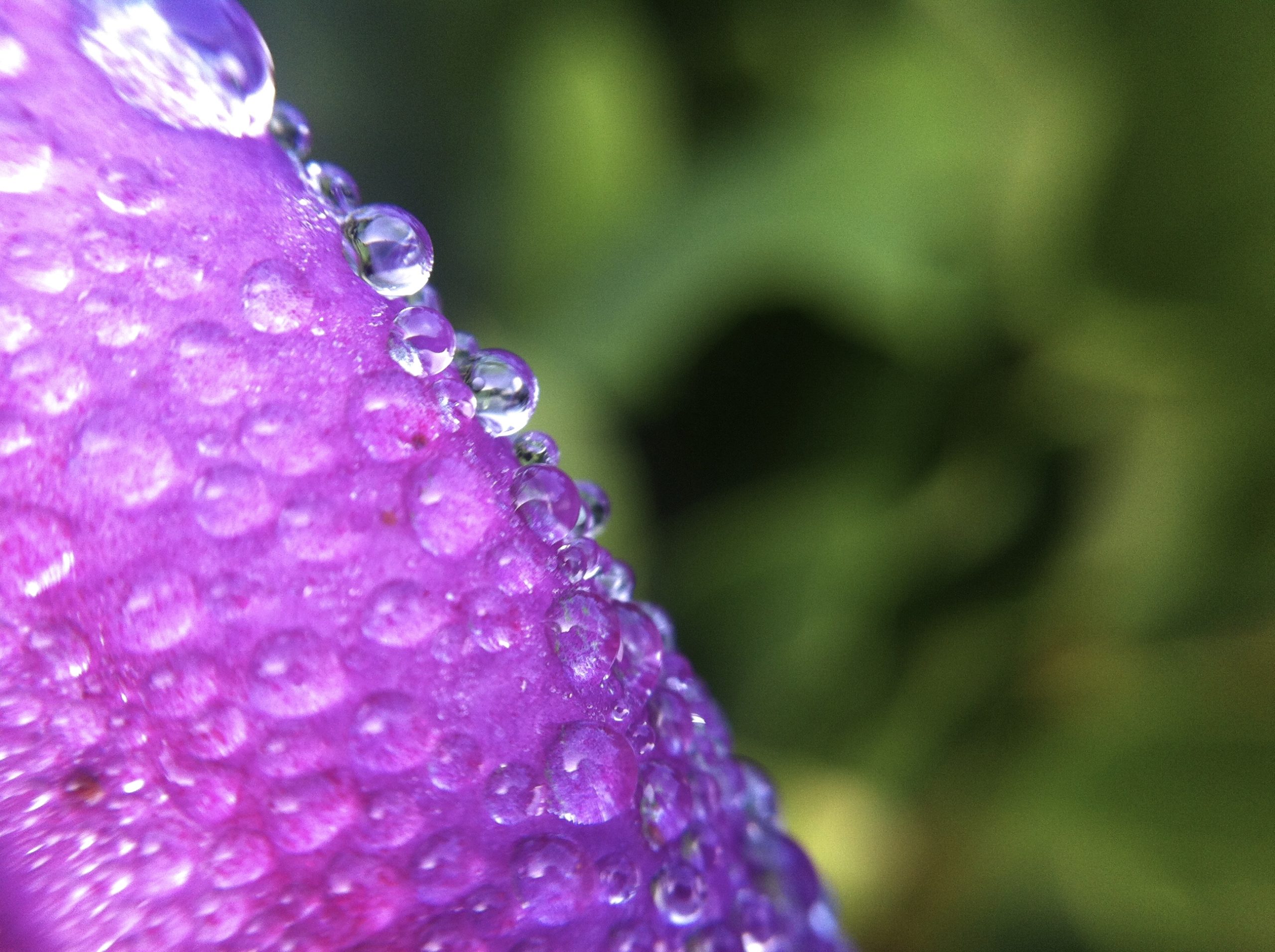 Drops on a Bright Purple Flower
