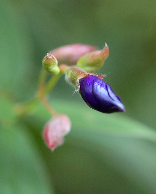 Purple Jungle Flower