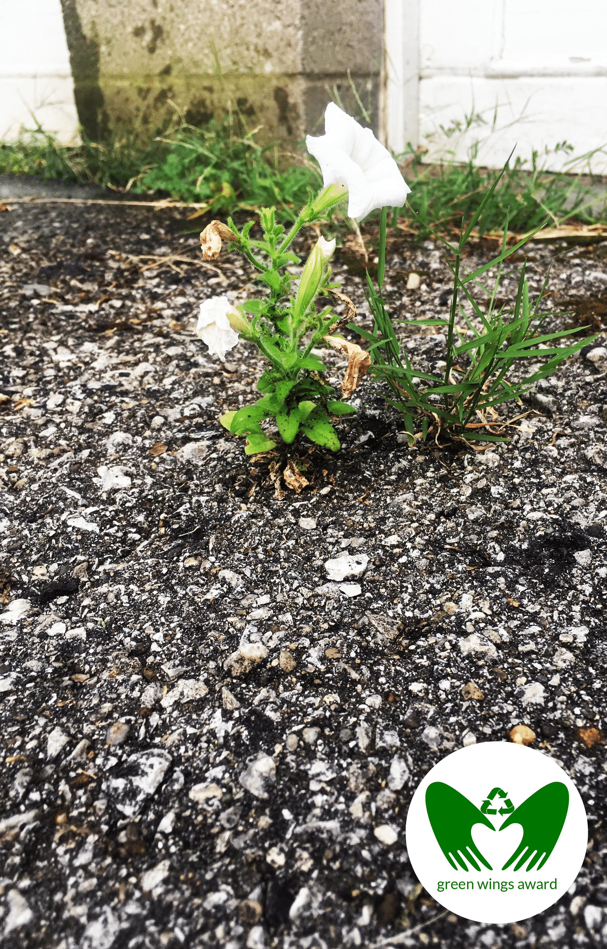Flower Growing out of the Road