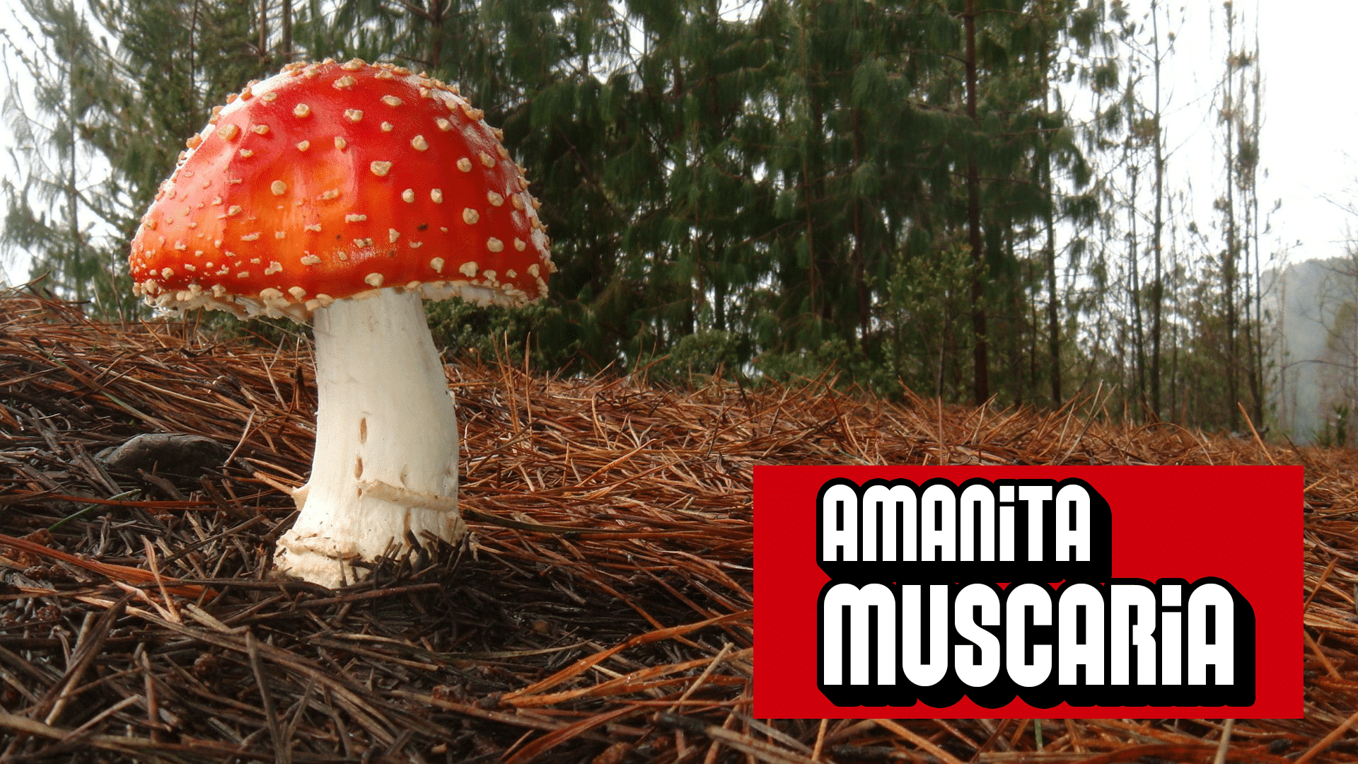 Super Mario Mushroom