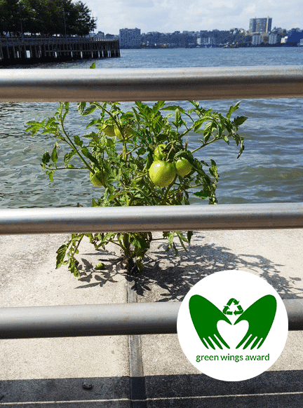 Concrete is no problem for this tomato plant.