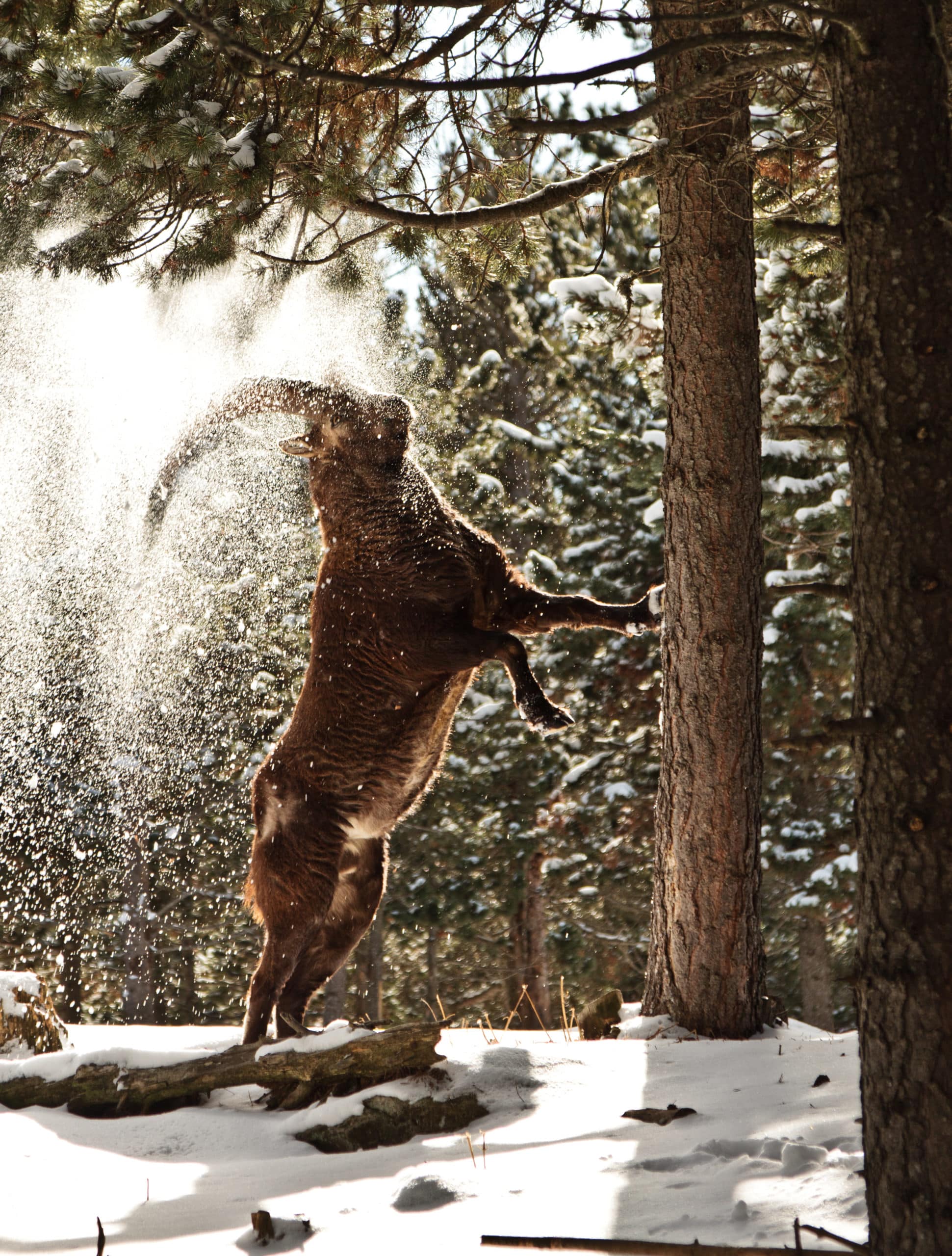 Alpine Ibex ramming snowy tree