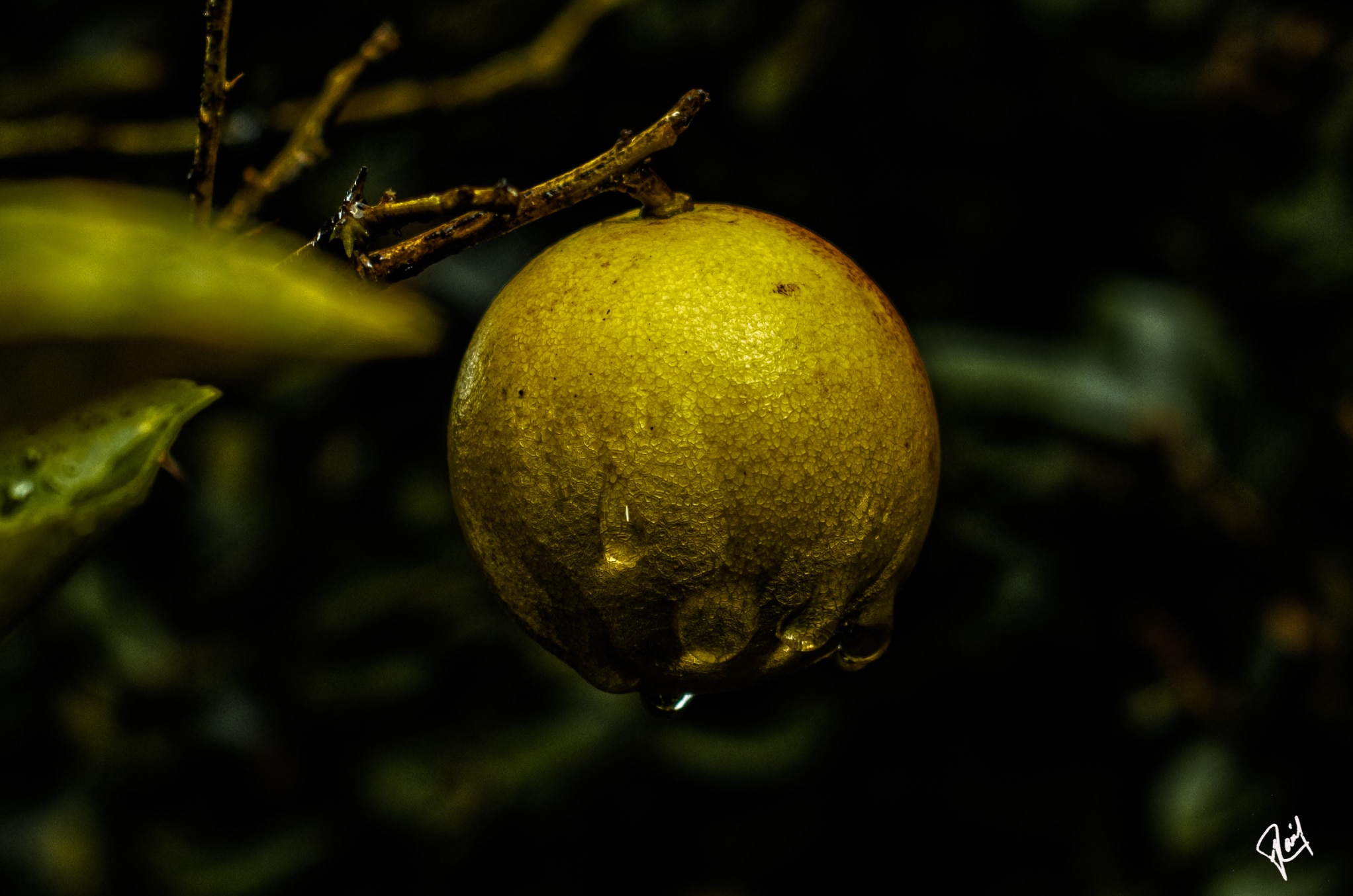 Snow White's Lemon, the biofriendly image of the day.