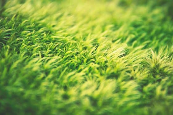 artificial grass eco-friendly