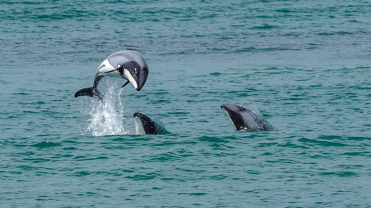 dolphins in curio bay