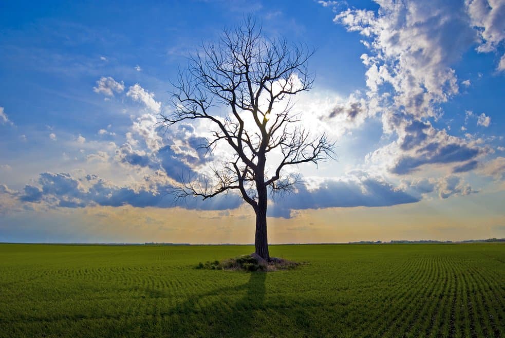 lone tree in nature