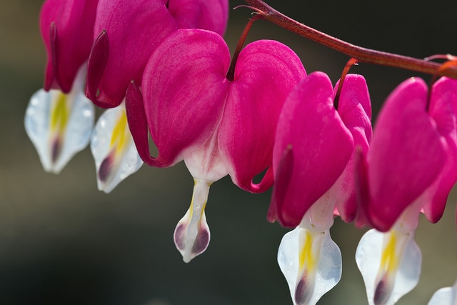 hanging flowers