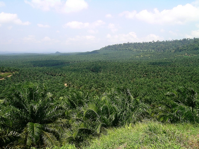 oil palm plantation