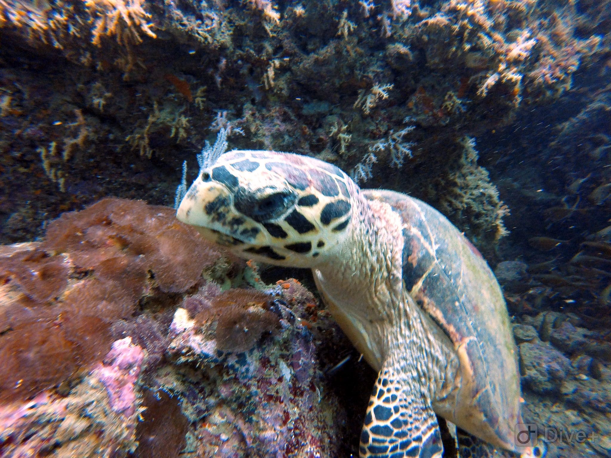 sea turtle baby