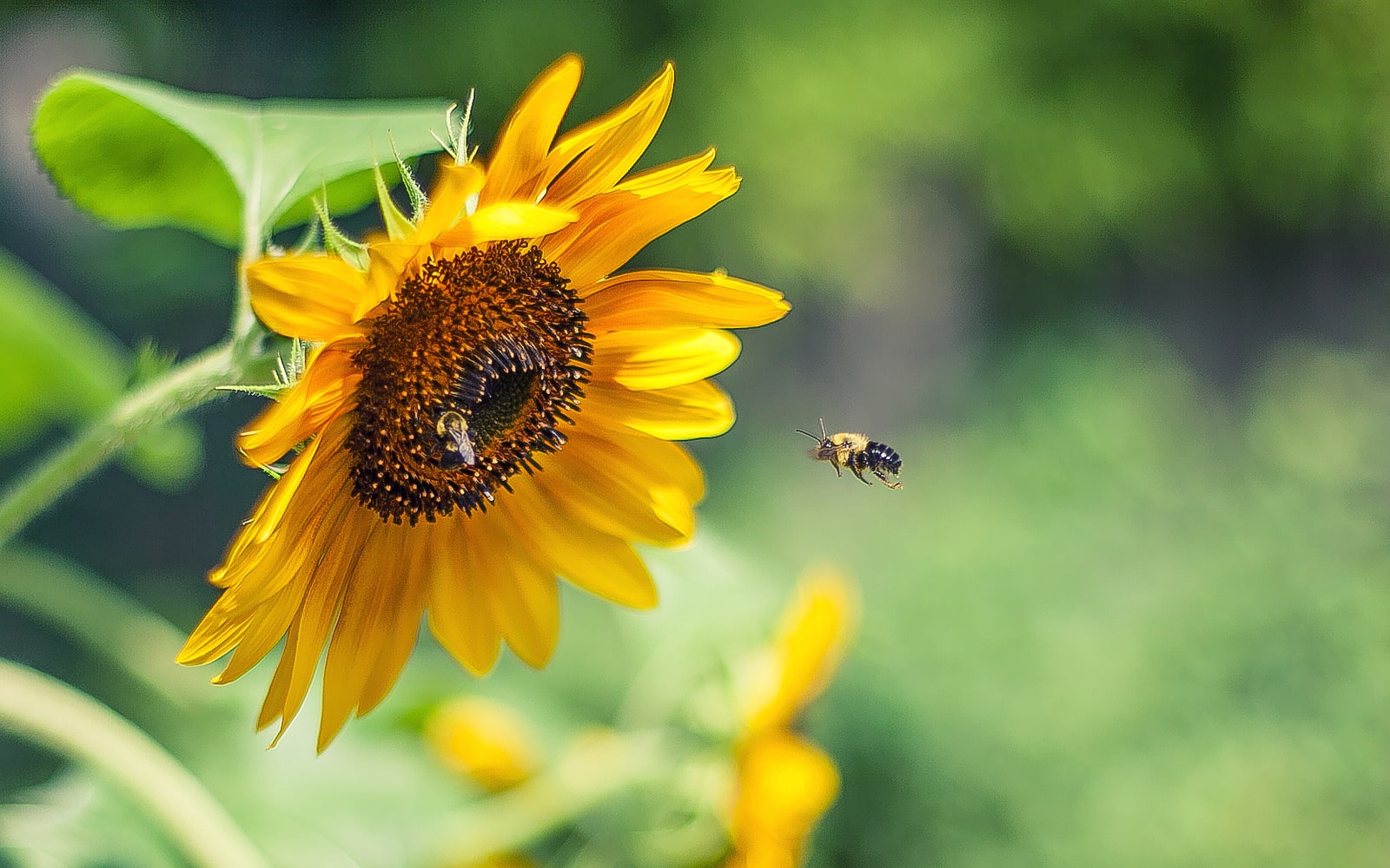 sunflower bee