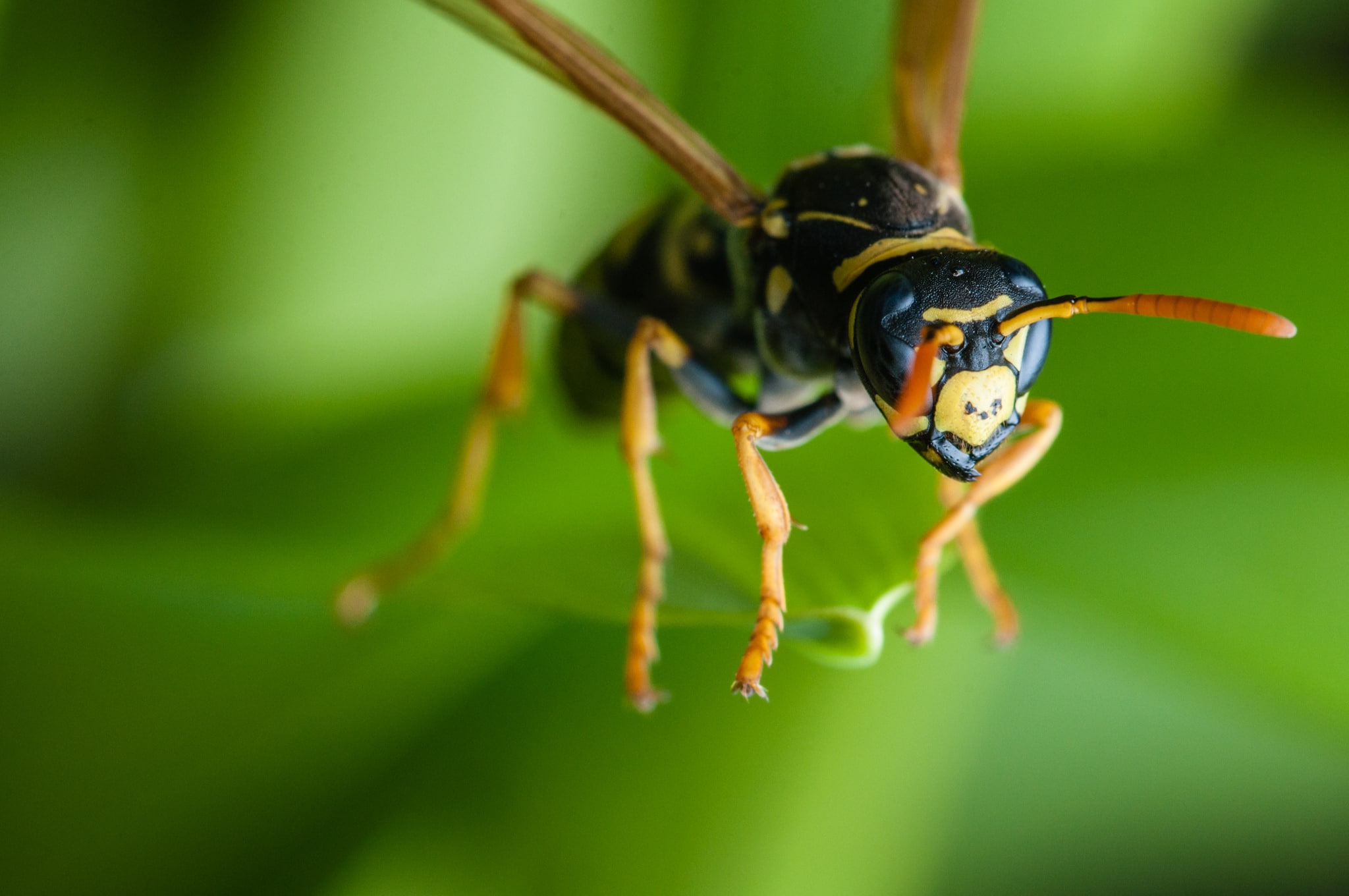 wasp closeup