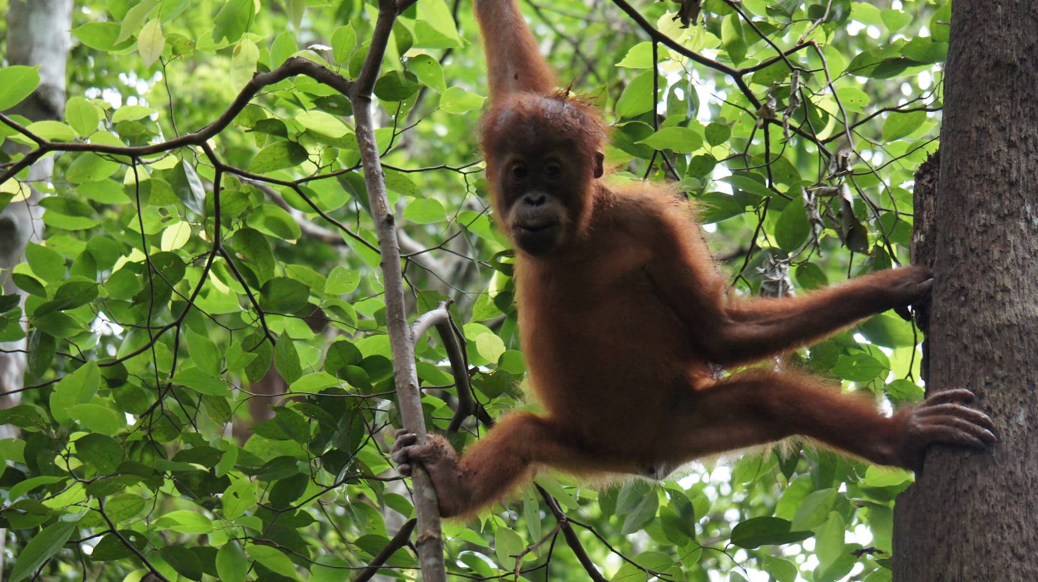 Orangutan