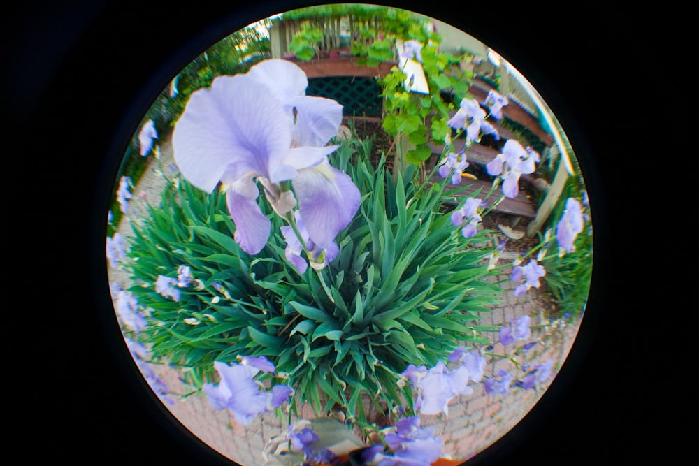 fisheye flower garden