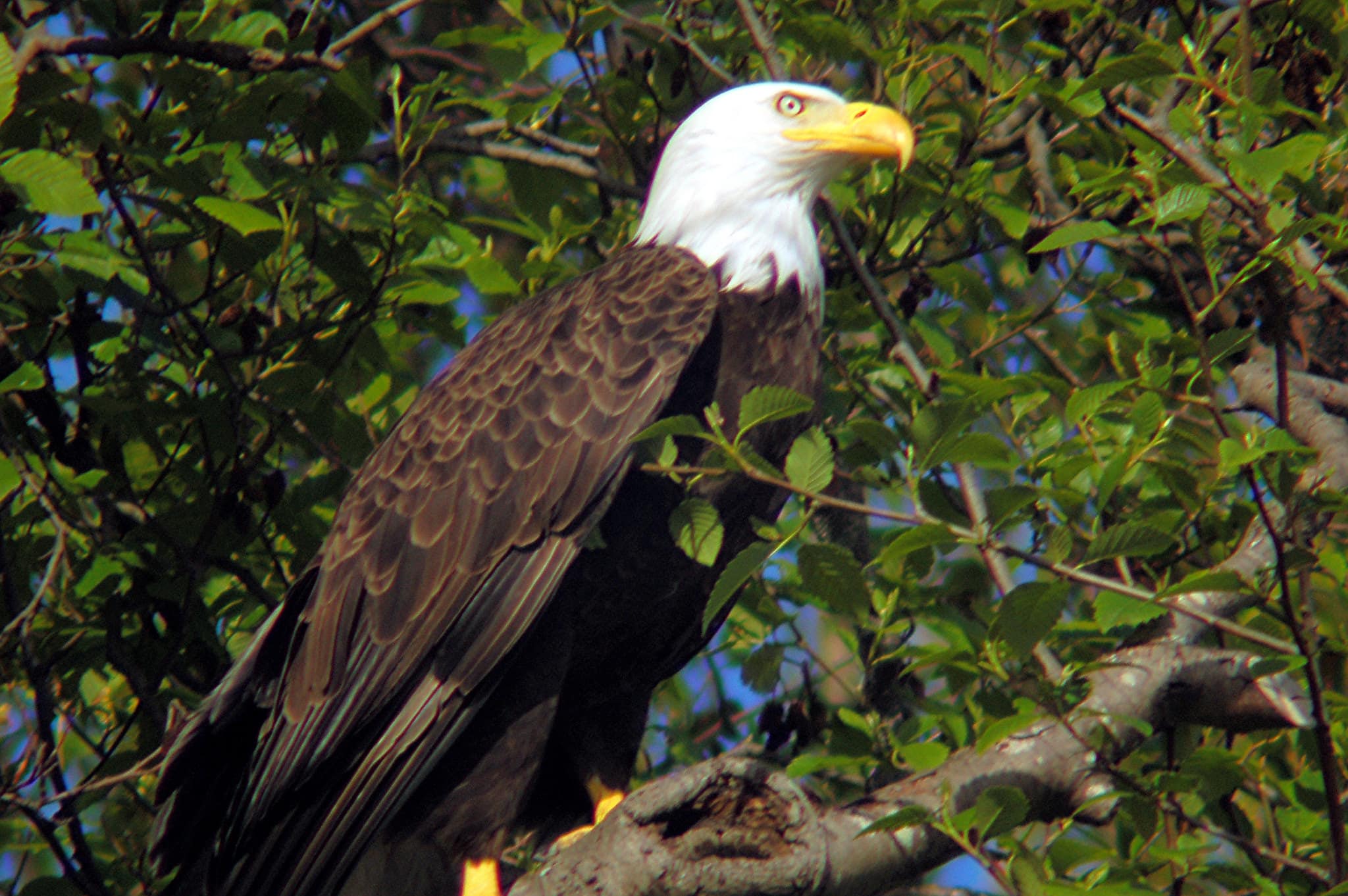 bald eagle