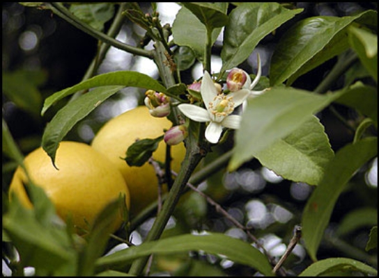 citrus blossom
