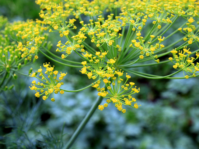 dill flowers