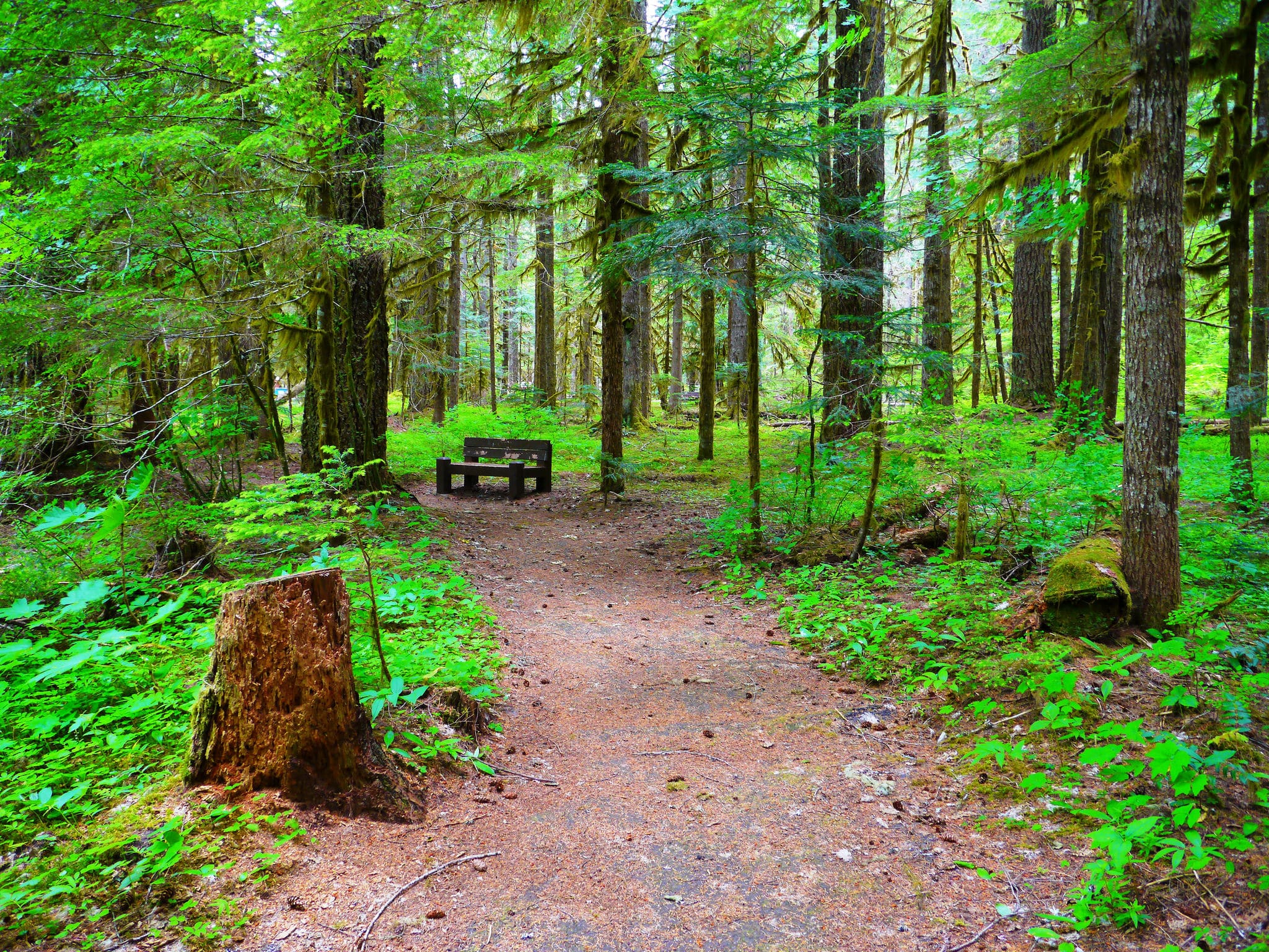 green trees forest