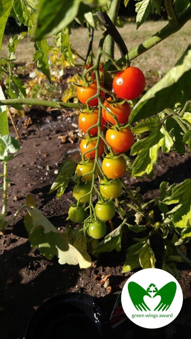 colorful tomatoes on the vine