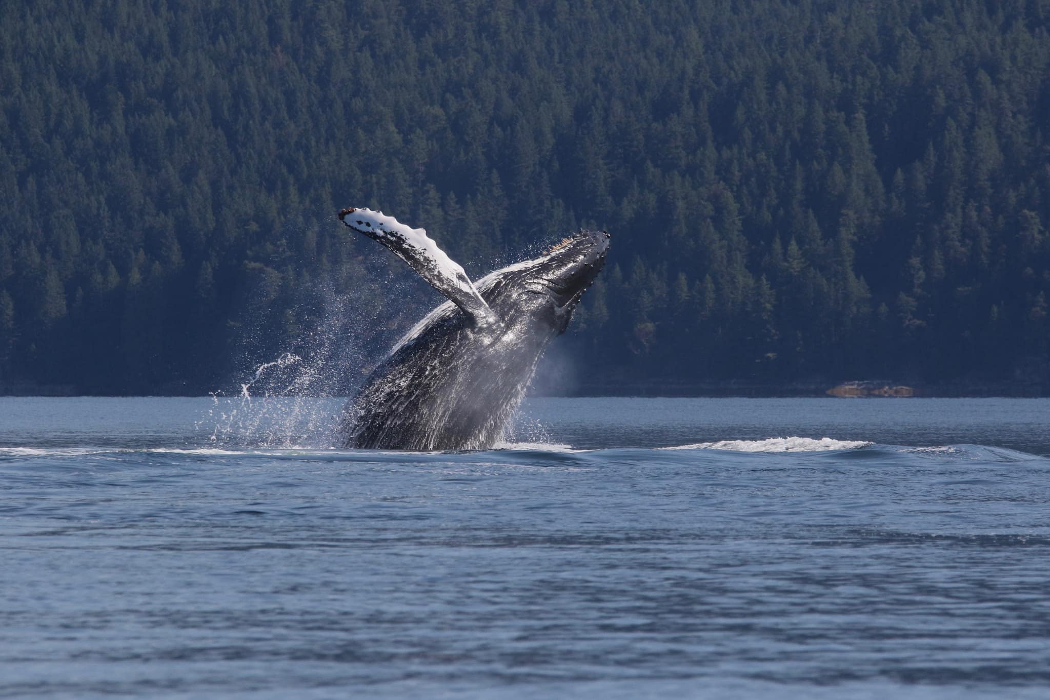 whale breaching