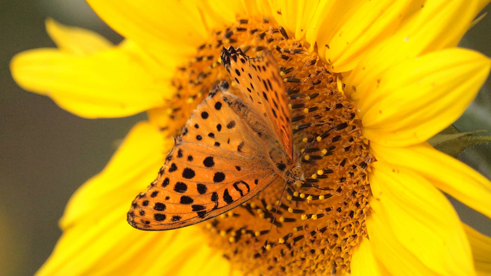 Butterfly flower