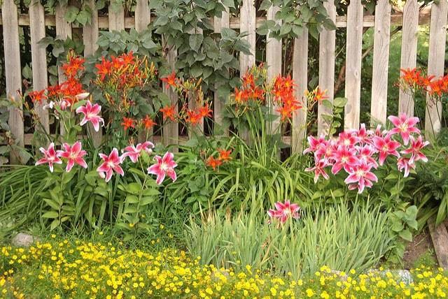 backyard garden