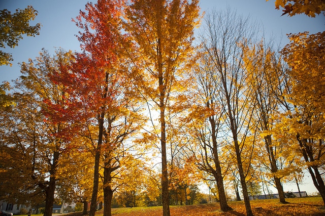 autumn trees