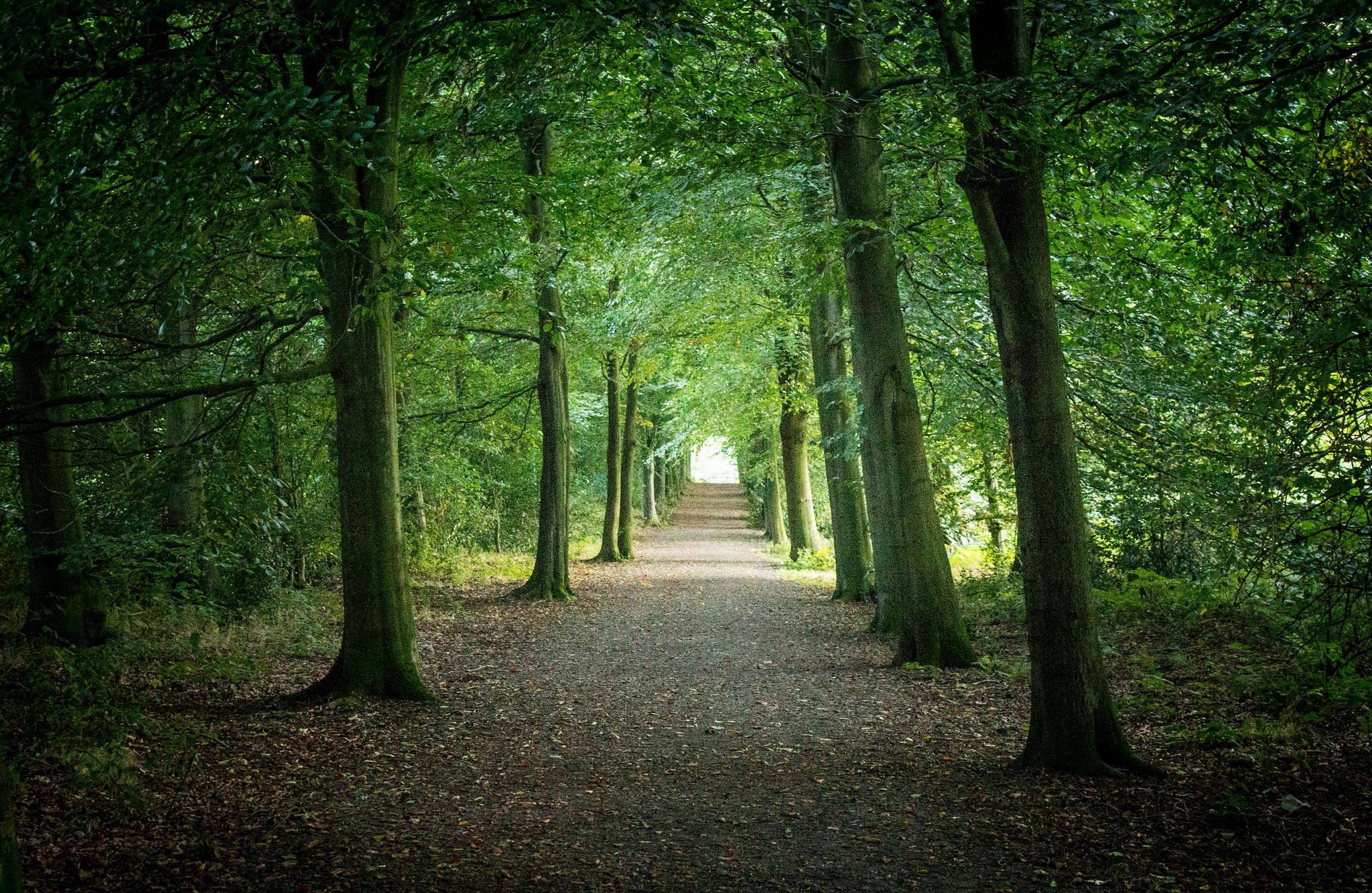 green trees