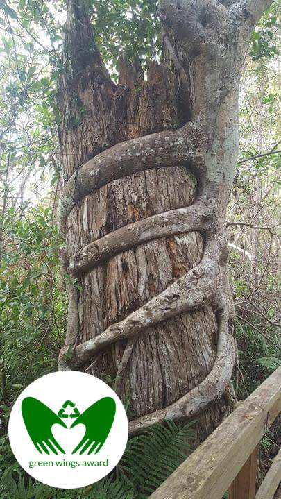 Tree hugging GWA
