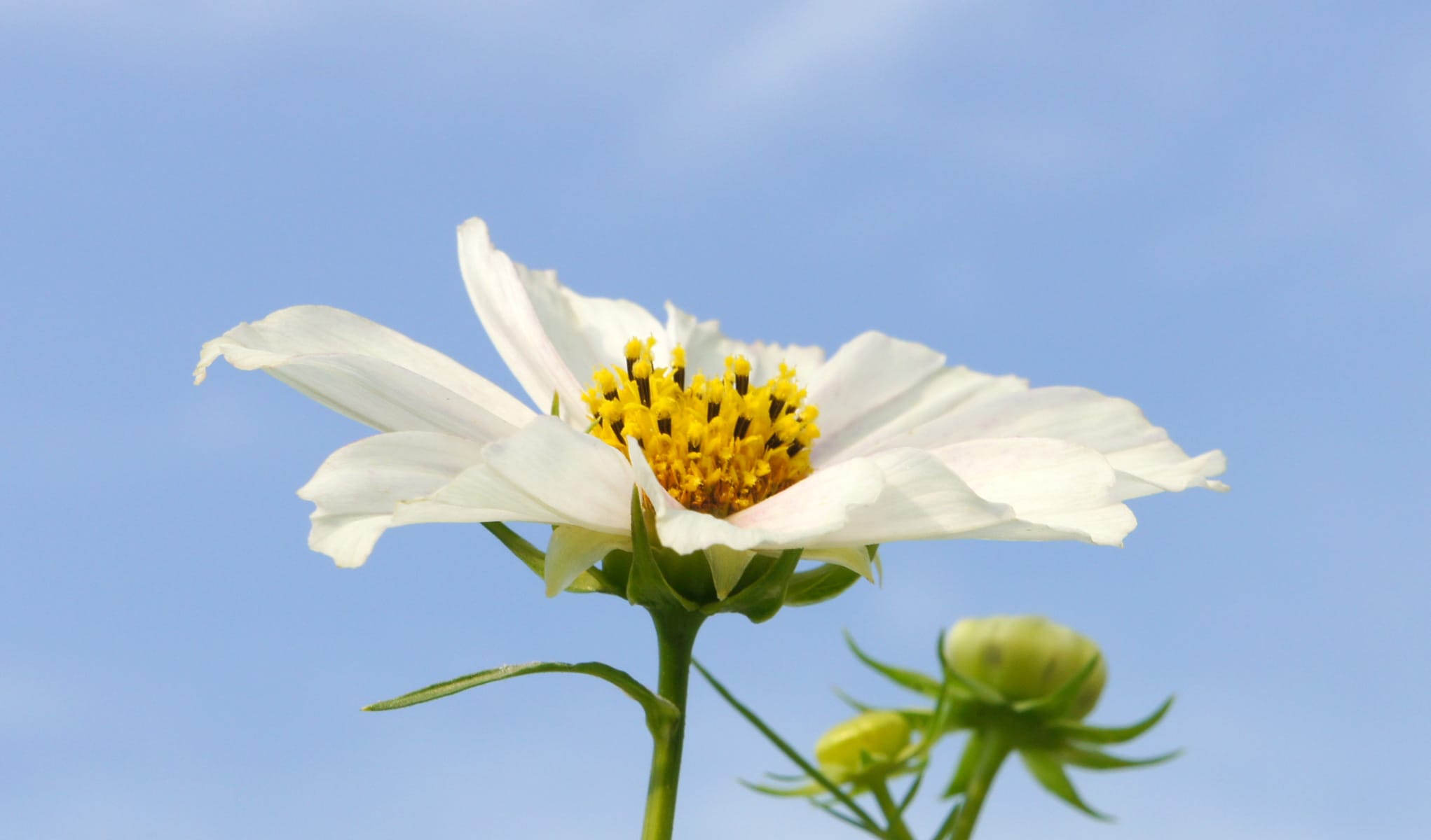 autumn flower