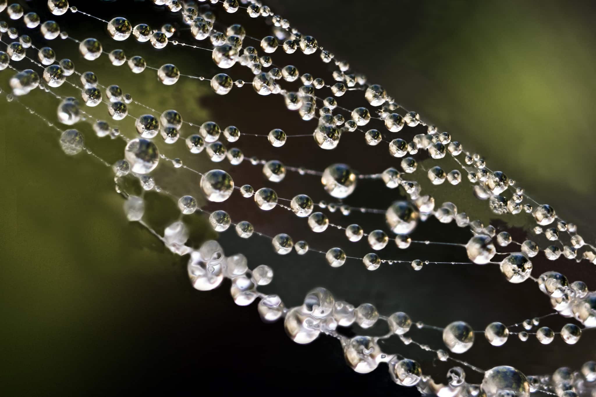 dew spider web