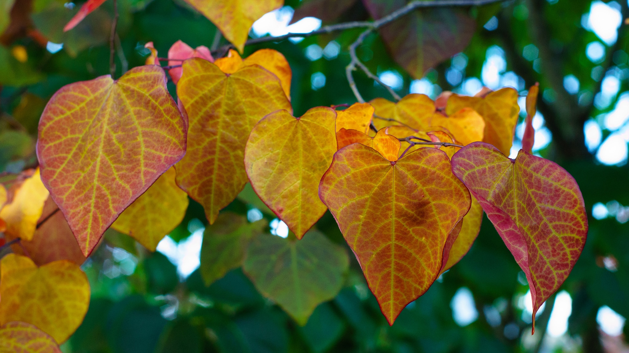 hearts of color