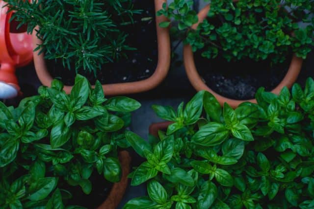 herb garden