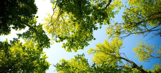 trees under the blue sky