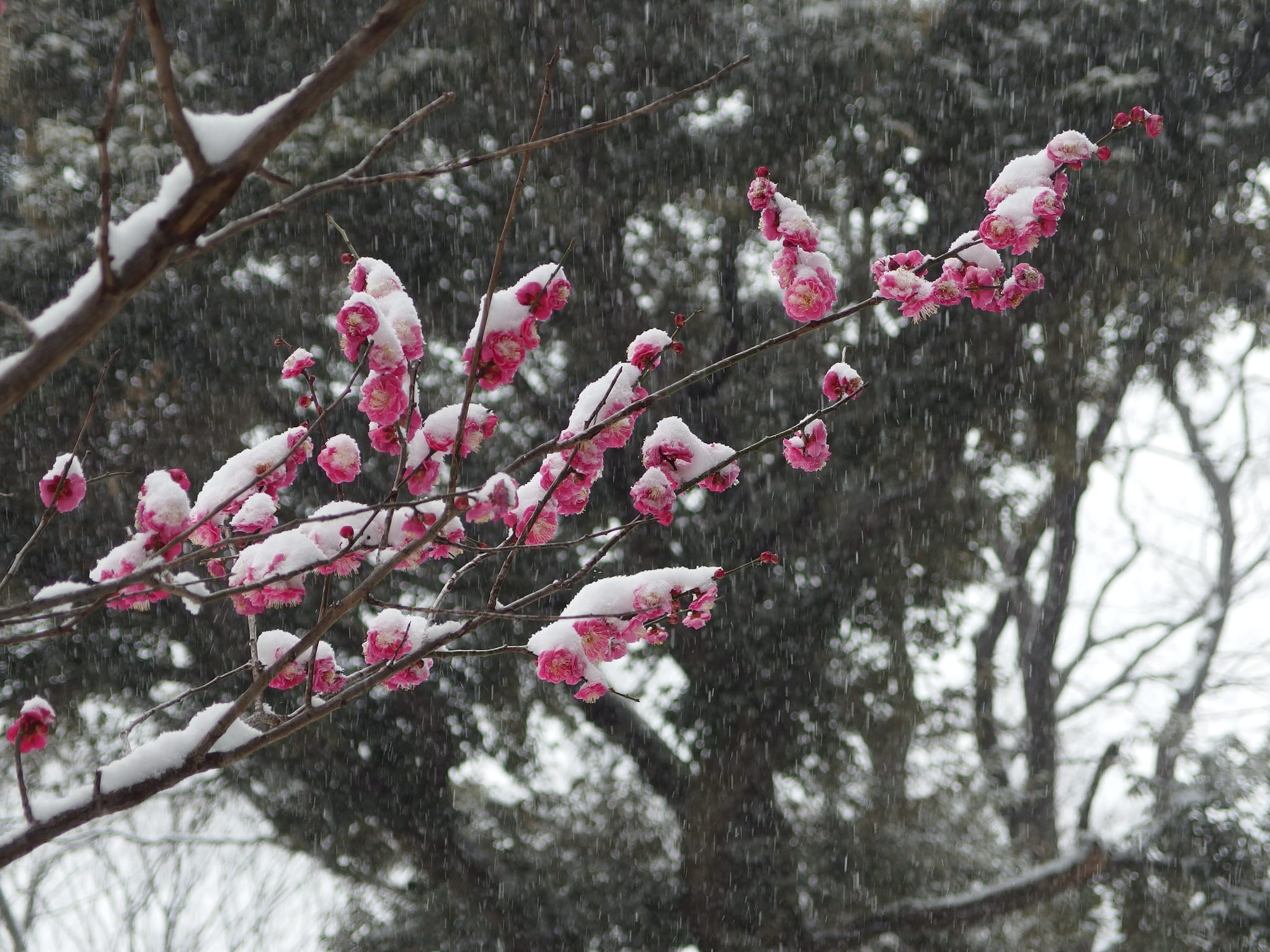 pink flowers covered in snow