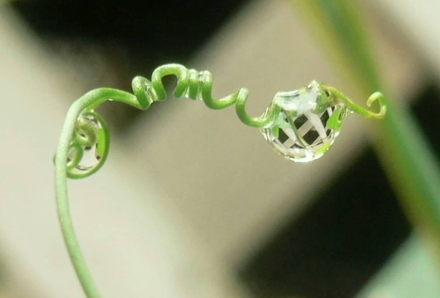 reflection in drop of water