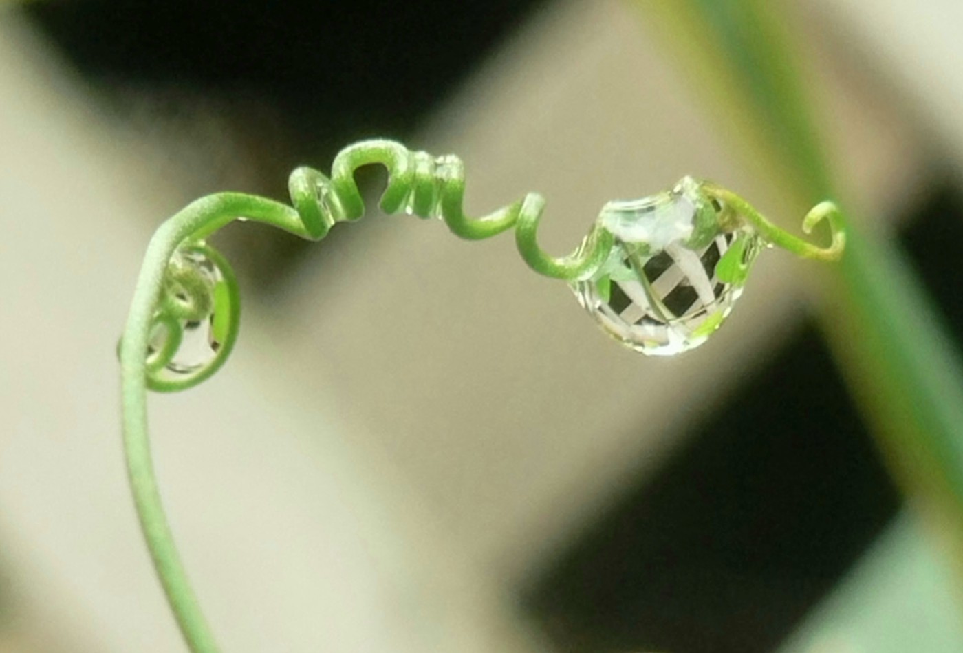 reflection in drop of water