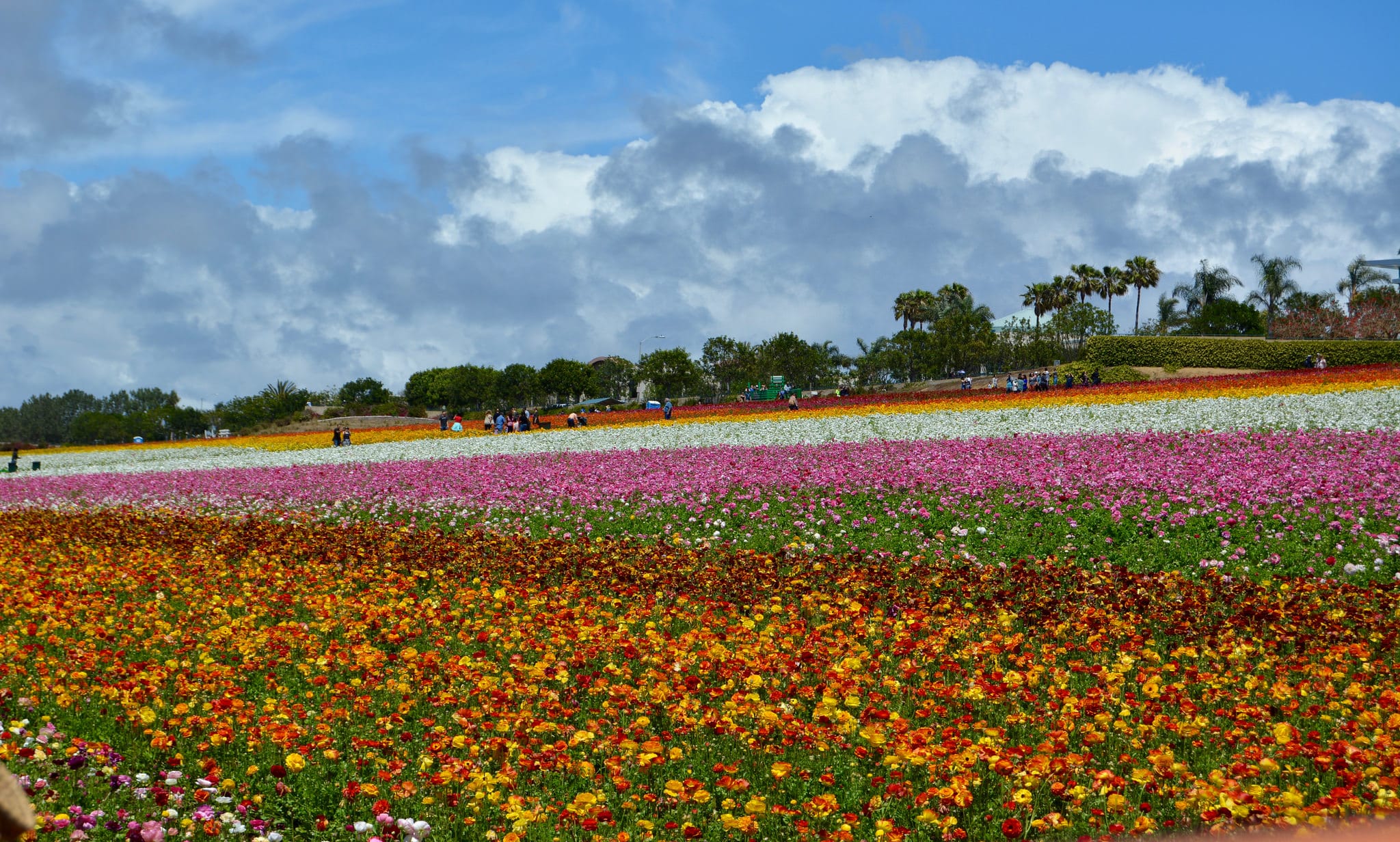 Carlsbad flower field