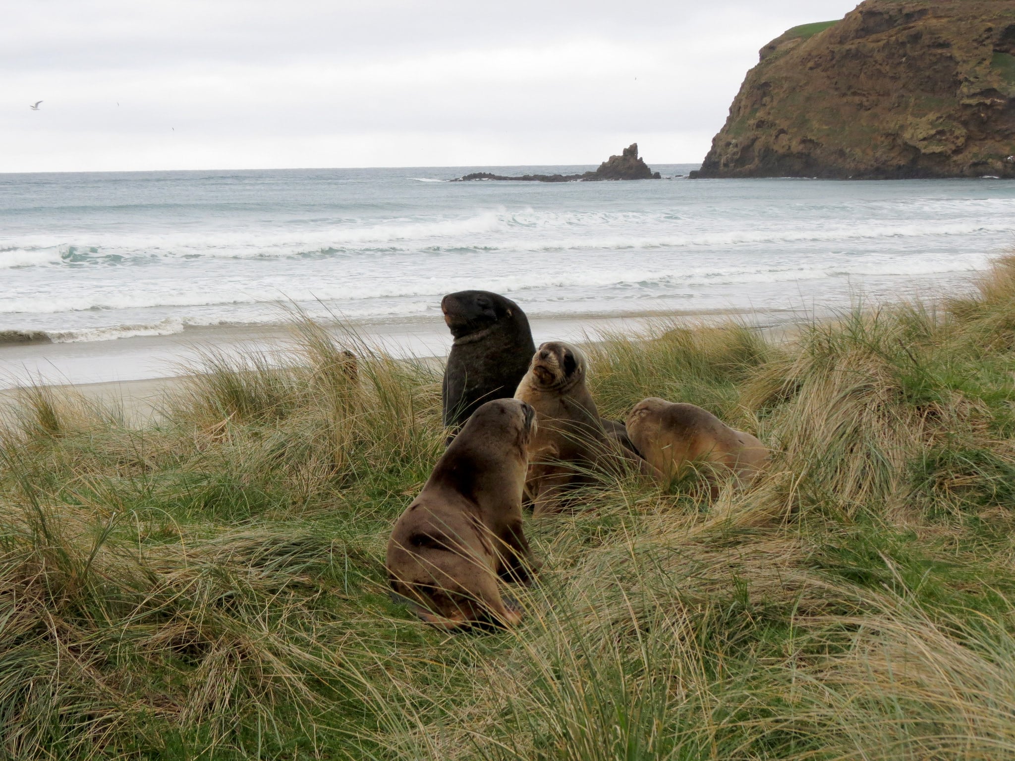 Sea Lions