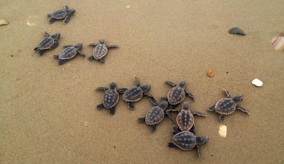 baby turtles