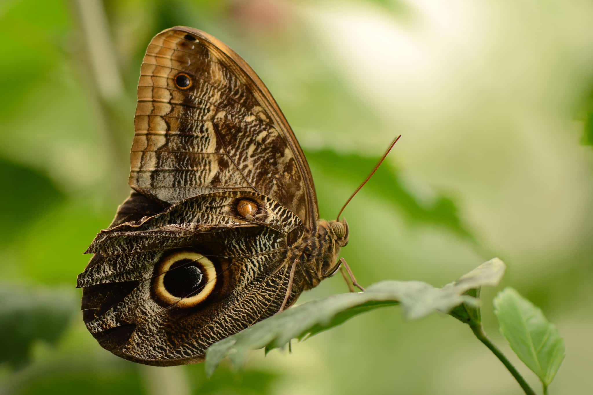 fish eye butterfly