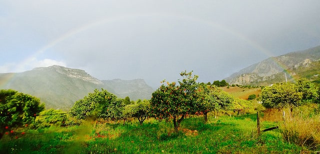 rainbow over field