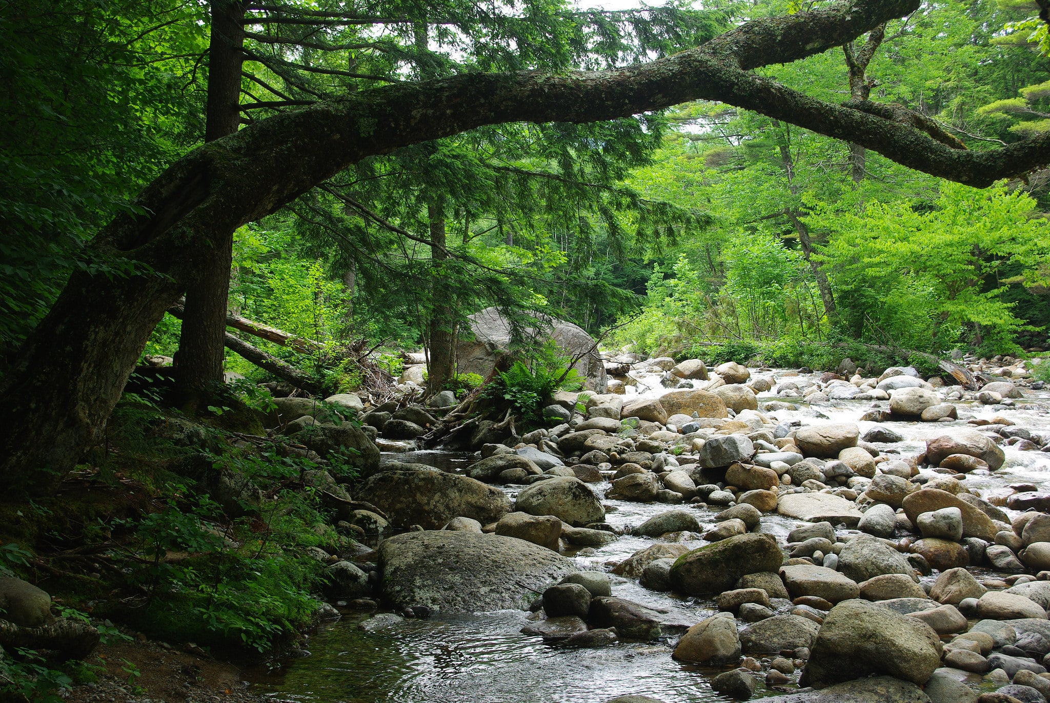 river trees