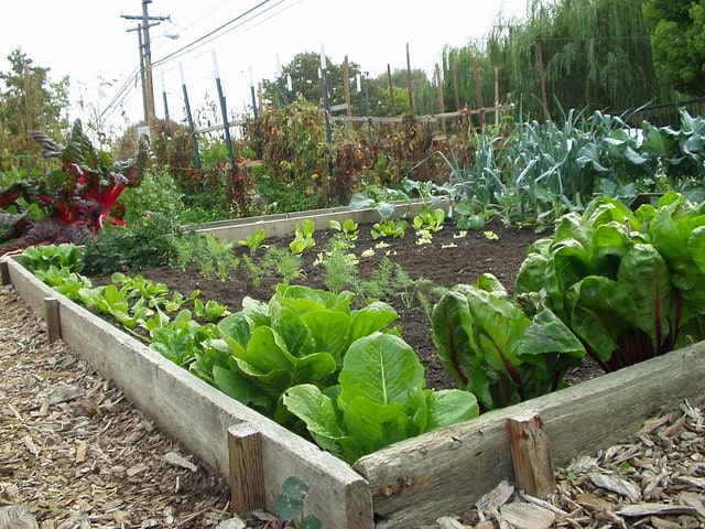 community garden