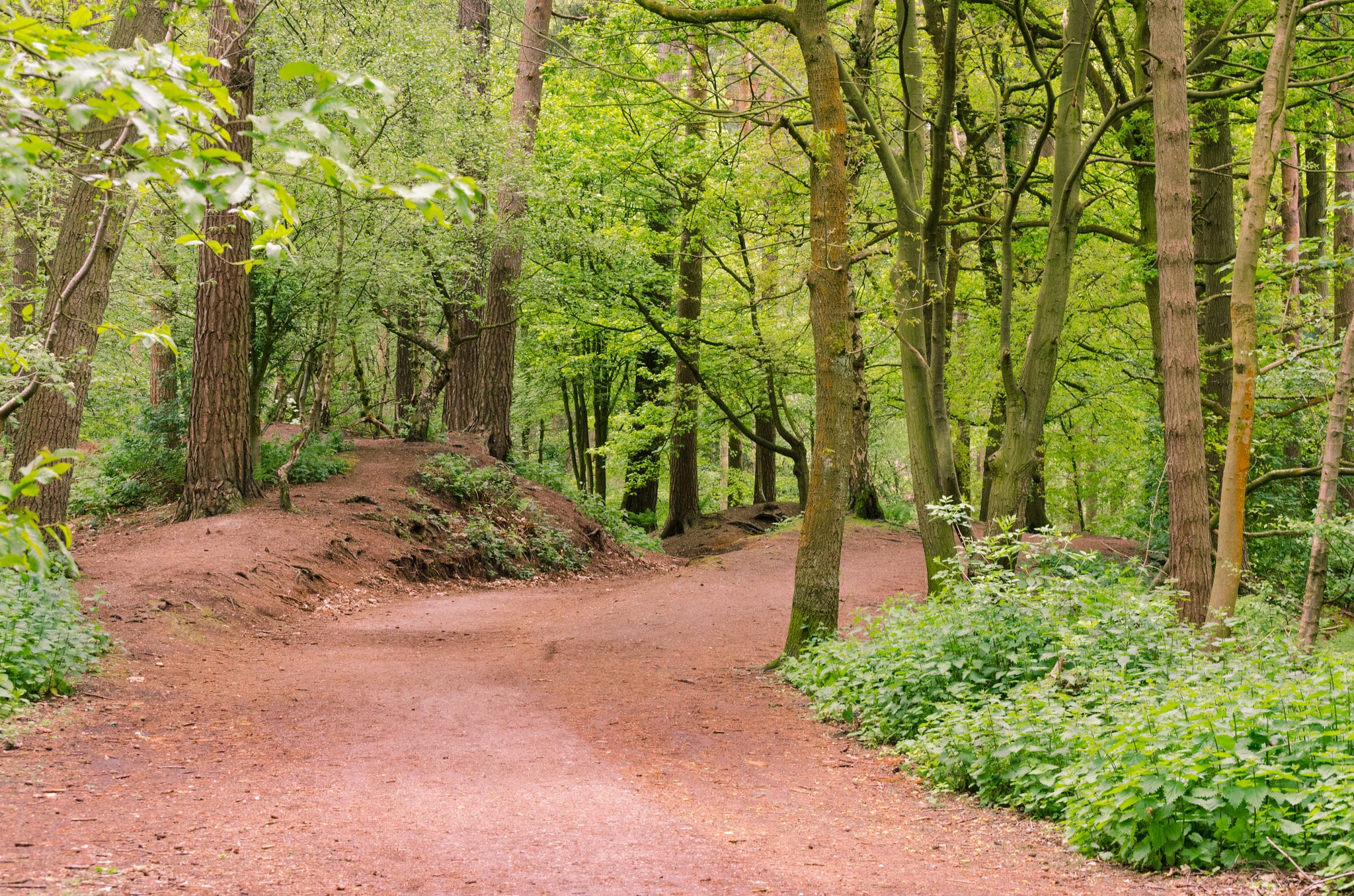 forest path