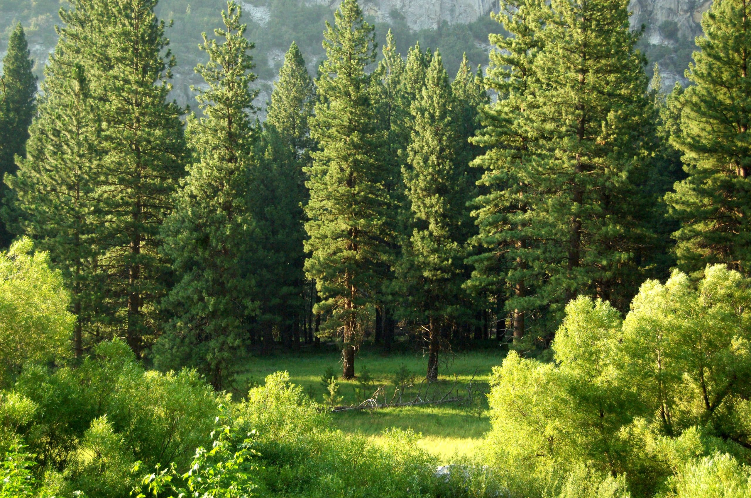 trees Kings Canyon National Park