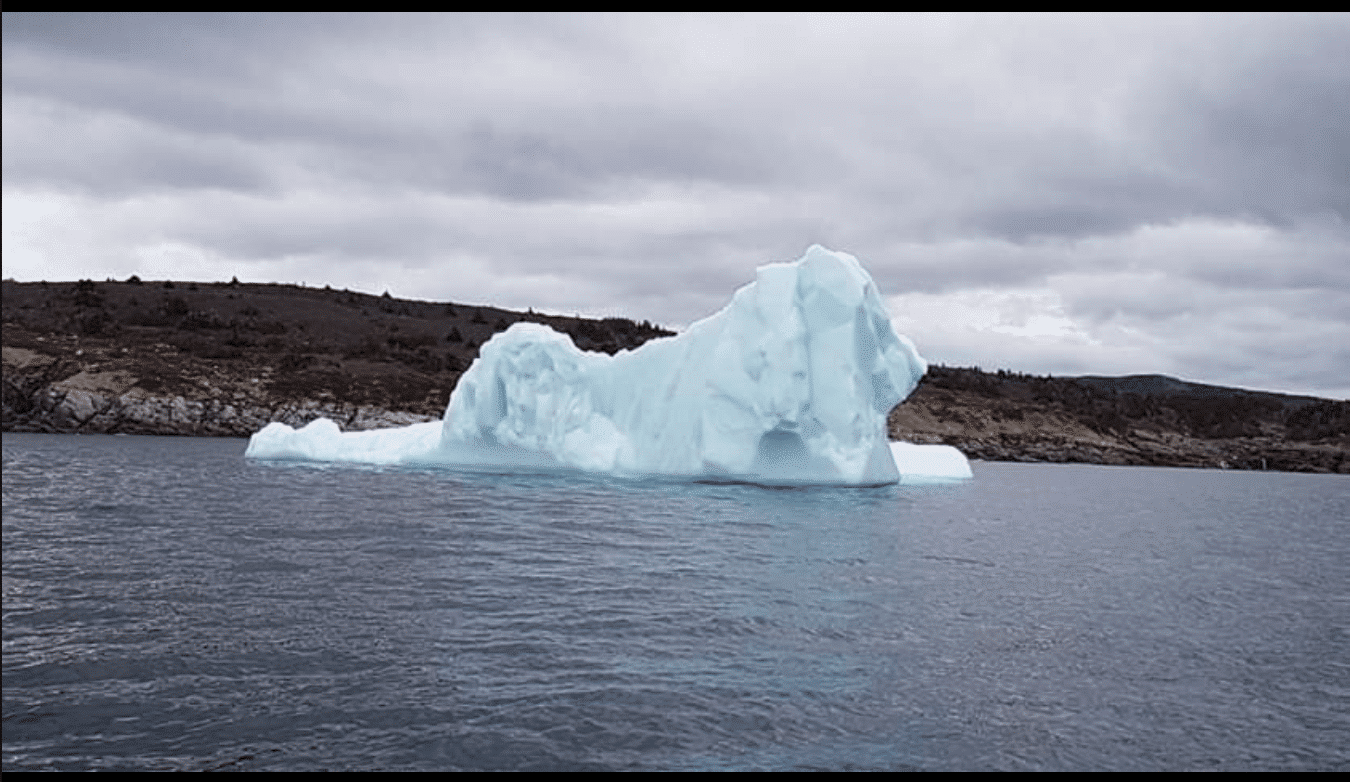 Iceburg Lion