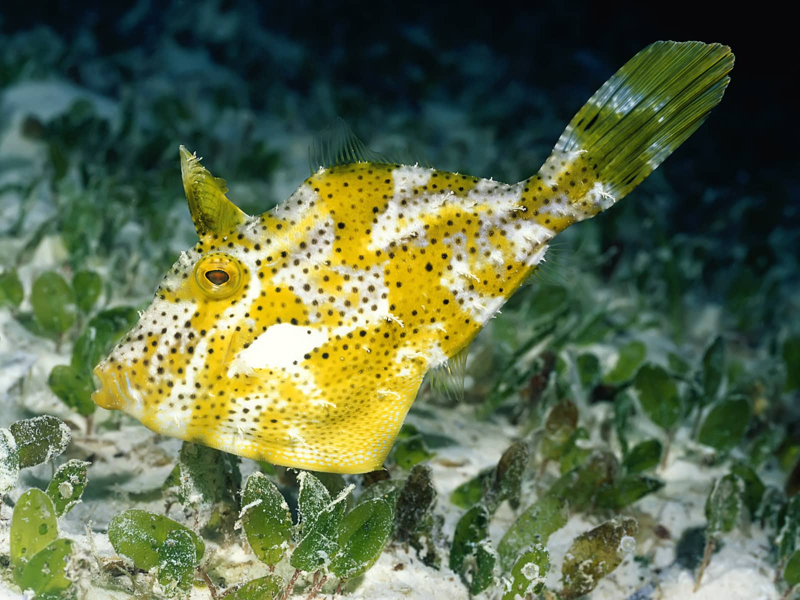 Weedy Filefish