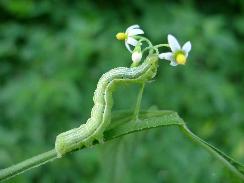 caterpillar snack